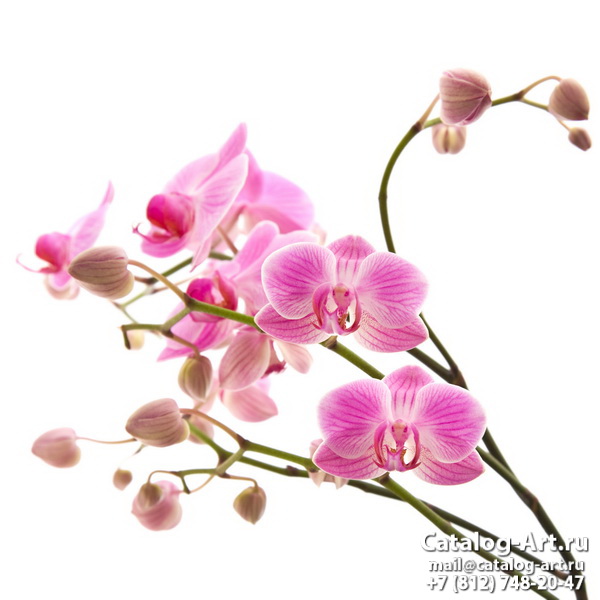 Pink orchids 43